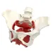 Female Pelvis Model with Removable Uterus & Bladder - Anatomical Teaching Tool for Medical Education [Pelvic Floor, Uterus, Ovary]