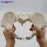 Flexible Female Pelvis Model - 1:1 Life-Size Anatomy Skeleton for Medical Education & School Use