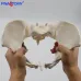 Flexible Female Pelvis Model - 1:1 Life-Size Anatomy Skeleton for Medical Education & School Use