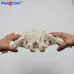 Flexible Female Pelvis Model - 1:1 Life-Size Anatomy Skeleton for Medical Education & School Use