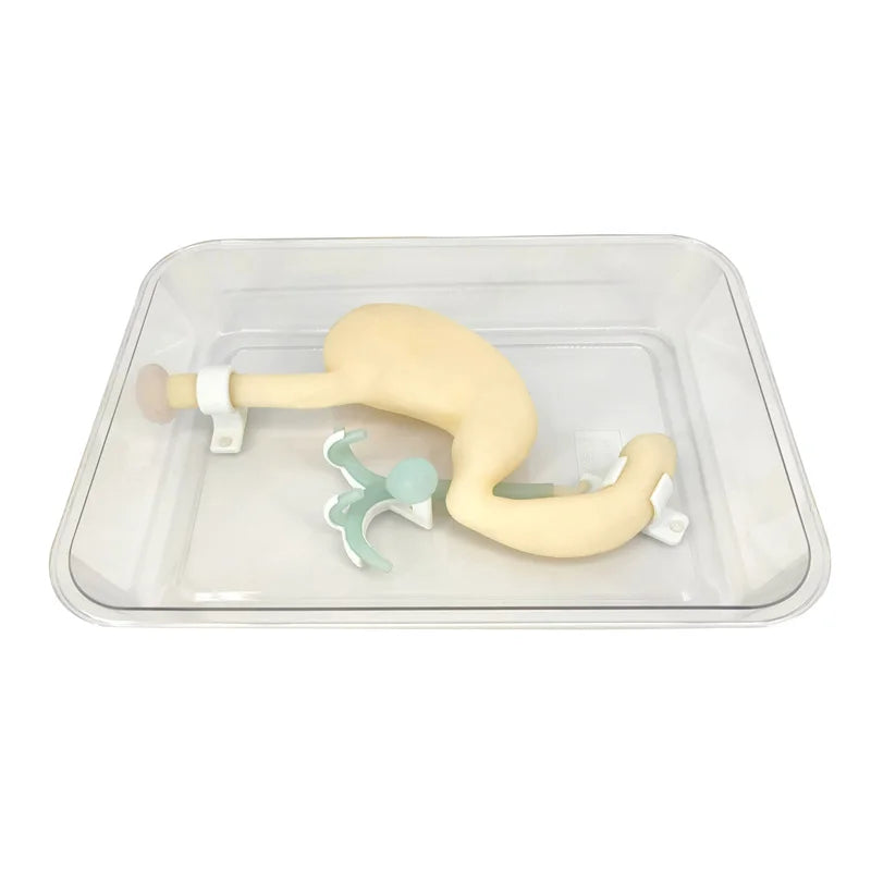 Gastroscope ERCP Scope Training Model for Gastroduodenal Simulation & Biliary System Digestion Practice