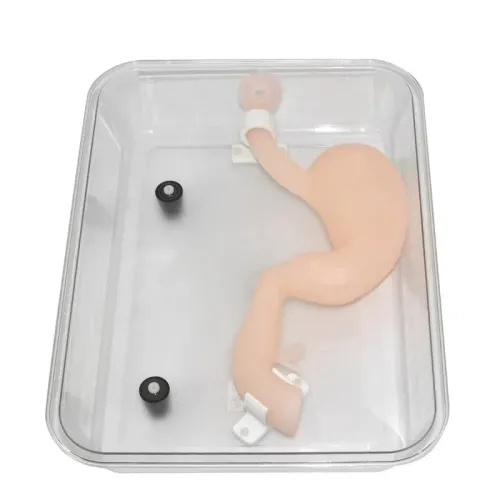 Hoog simulatie gastroscopische chirurgie trainingsmodel - ERCP & gastroscooppraktijk