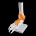 1:1 Human Skeleton Ankle Joint Model - Anatomically Accurate Medical Teaching Tool for Anatomy Study [Human Skeleton, Ankle Joint, Medical Anatomy]