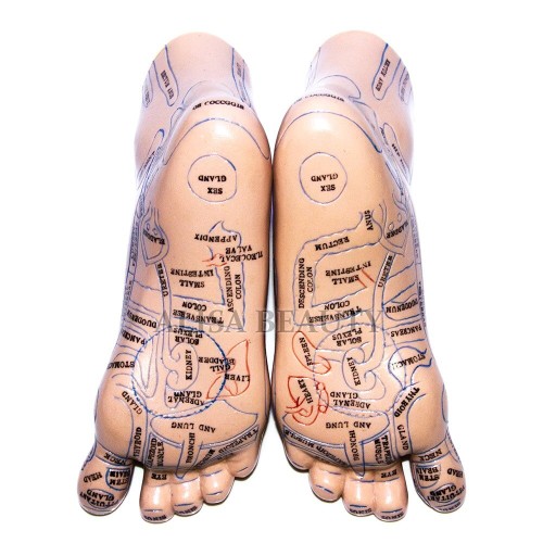 20cm hoogwaardige voetacupunctuurmodelset met gedetailleerde Engelse handleiding - 2 stuks voetacupunctuurpunt-lestool [voetacupunctuur, acupunctuurpuntmodel]