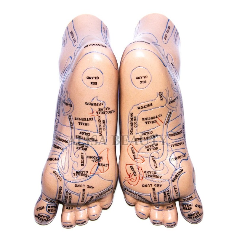 20cm hoogwaardige voetacupunctuurmodelset met gedetailleerde Engelse handleiding - 2 stuks voetacupunctuurpunt-lestool [voetacupunctuur, acupunctuurpuntmodel]