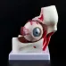 3X Menselijk Oogbol & Ooglid Skelet Model - Anatomische Orbit Studie Tool voor Medisch Onderwijs & Weergave [Oogbol Model, Anatomie Studie, Medisch Hulpmiddel]