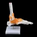 1:1 Human Skeleton Ankle Joint Model - Anatomically Accurate Medical Teaching Tool for Anatomy Study [Human Skeleton, Ankle Joint, Medical Anatomy]