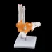 1:1 Human Skeleton Ankle Joint Model - Anatomically Accurate Medical Teaching Tool for Anatomy Study [Human Skeleton, Ankle Joint, Medical Anatomy]