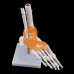 1:1 Human Skeleton Ankle Joint Model - Anatomically Accurate Medical Teaching Tool for Anatomy Study [Human Skeleton, Ankle Joint, Medical Anatomy]