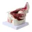 3X Menselijk Oogbol & Ooglid Skelet Model - Anatomische Orbit Studie Tool voor Medisch Onderwijs & Weergave [Oogbol Model, Anatomie Studie, Medisch Hulpmiddel]