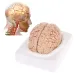 Disassembled Anatomical Human Brain Model - 8-Part Life Size Medical Teaching Tool for Anatomy Study [Brain Model, Anatomy Tool]