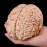Disassembled Anatomical Human Brain Model - 8-Part Life Size Medical Teaching Tool for Anatomy Study [Brain Model, Anatomy Tool]