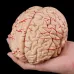 Disassembled Anatomical Human Brain Model - 8-Part Life Size Medical Teaching Tool for Anatomy Study [Brain Model, Anatomy Tool]