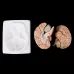 Disassembled Anatomical Human Brain Model - 8-Part Life Size Medical Teaching Tool for Anatomy Study [Brain Model, Anatomy Tool]