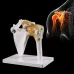 Life Size Human Shoulder Joint Model with Ligaments - Anatomical Skeleton for Medical Teaching & Study