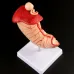 Human Stomach Anatomy Model - 1:1 Lifesize Gastric Pathology Medical Teaching Tool [Stomach Model, Gastric Ulcer, Gastritis]