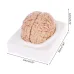 Disassembled Anatomical Human Brain Model - 8-Part Life Size Medical Teaching Tool for Anatomy Study [Brain Model, Anatomy Tool]