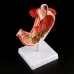 Human Stomach Anatomy Model - 1:1 Lifesize Gastric Pathology Medical Teaching Tool [Stomach Model, Gastric Ulcer, Gastritis]