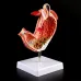 Human Stomach Anatomy Model - 1:1 Lifesize Gastric Pathology Medical Teaching Tool [Stomach Model, Gastric Ulcer, Gastritis]