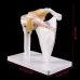 Life Size Human Shoulder Joint Model with Ligaments - Anatomical Skeleton for Medical Teaching & Study
