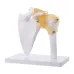 Life Size Human Shoulder Joint Model with Ligaments - Anatomical Skeleton for Medical Teaching & Study