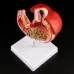 Human Stomach Anatomy Model - 1:1 Lifesize Gastric Pathology Medical Teaching Tool [Stomach Model, Gastric Ulcer, Gastritis]