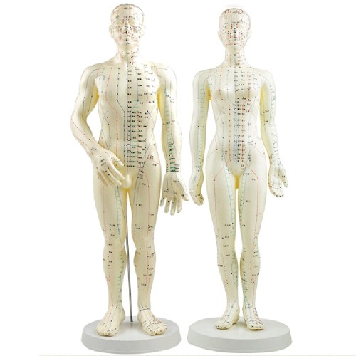 50cm Acupuncture Model with Base - Male & Female Human Meridians Model, Acupuncture Starter Kit [Acupuncture Model, Meridians Model]