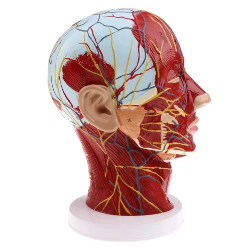Head Median Sagittal Teaching Model - 3D Nerves, Parotids & Cervical Spine Anatomy Model [Anatomy, Teaching, Medical]
