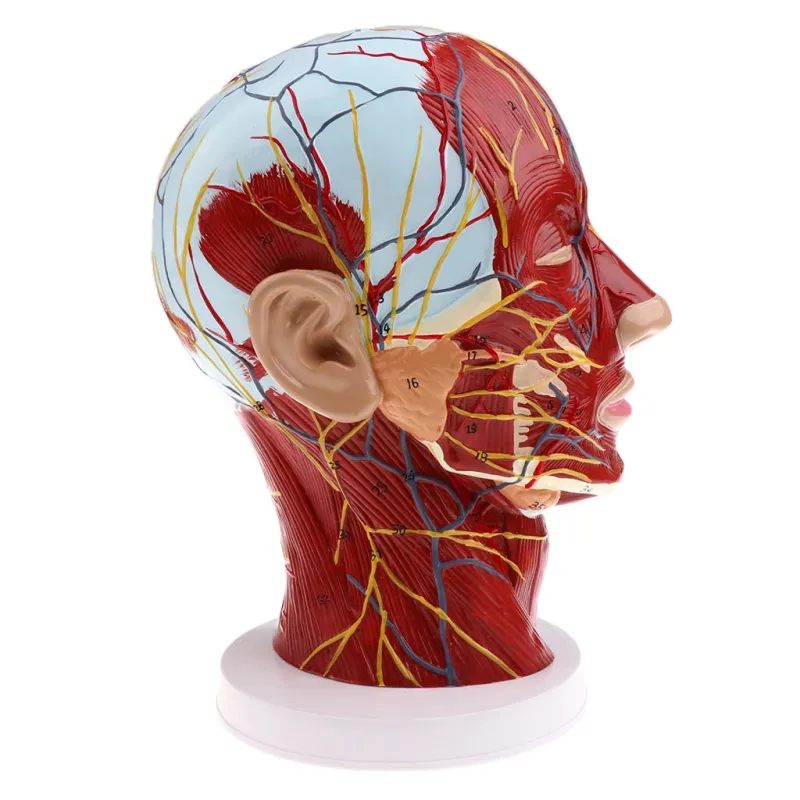 Head Median Sagittal Teaching Model - 3D Nerves, Parotids & Cervical Spine Anatomy Model [Anatomy, Teaching, Medical]