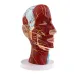 Head Median Sagittal Teaching Model - 3D Nerves, Parotids & Cervical Spine Anatomy Model [Anatomy, Teaching, Medical]