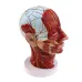 Head Median Sagittal Teaching Model - 3D Nerves, Parotids & Cervical Spine Anatomy Model [Anatomy, Teaching, Medical]