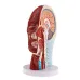 Head Median Sagittal Teaching Model - 3D Nerves, Parotids & Cervical Spine Anatomy Model [Anatomy, Teaching, Medical]