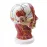 Head Neck Superficial Nerve Vascular Muscle Model - Human Skull with Muscle, Nerve & Blood Vessel - Medical Teaching Supply [Medical Model, Anatomy, Teaching Tool]