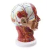 Head Neck Superficial Nerve Vascular Muscle Model - Human Skull with Muscle, Nerve & Blood Vessel - Medical Teaching Supply [Medical Model, Anatomy, Teaching Tool]