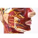Head Neck Superficial Nerve Vascular Muscle Model - Human Skull with Muscle, Nerve & Blood Vessel - Medical Teaching Supply [Medical Model, Anatomy, Teaching Tool]