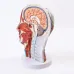 Head Neck Superficial Nerve Vascular Muscle Model - Human Skull with Muscle, Nerve & Blood Vessel - Medical Teaching Supply [Medical Model, Anatomy, Teaching Tool]