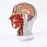 Head Neck Superficial Nerve Vascular Muscle Model - Human Skull with Muscle, Nerve & Blood Vessel - Medical Teaching Supply [Medical Model, Anatomy, Teaching Tool]