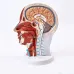 Head Neck Superficial Nerve Vascular Muscle Model - Human Skull with Muscle, Nerve & Blood Vessel - Medical Teaching Supply [Medical Model, Anatomy, Teaching Tool]
