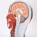 Head Neck Superficial Nerve Vascular Muscle Model - Human Skull with Muscle, Nerve & Blood Vessel - Medical Teaching Supply [Medical Model, Anatomy, Teaching Tool]