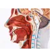 Head Neck Superficial Nerve Vascular Muscle Model - Human Skull with Muscle, Nerve & Blood Vessel - Medical Teaching Supply [Medical Model, Anatomy, Teaching Tool]