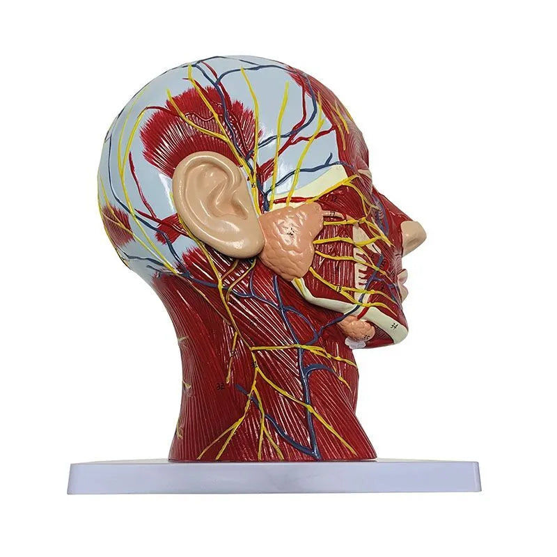 High-Quality Human Skull Anatomy Model with Muscles, Neurovascular & Brain - Life-Size Medical Teaching Tool