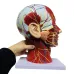 High-Quality Human Skull Anatomy Model with Muscles, Neurovascular & Brain - Life-Size Medical Teaching Tool
