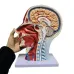 High-Quality Human Skull Anatomy Model with Muscles, Neurovascular & Brain - Life-Size Medical Teaching Tool