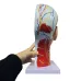 High-Quality Human Skull Anatomy Model with Muscles, Neurovascular & Brain - Life-Size Medical Teaching Tool