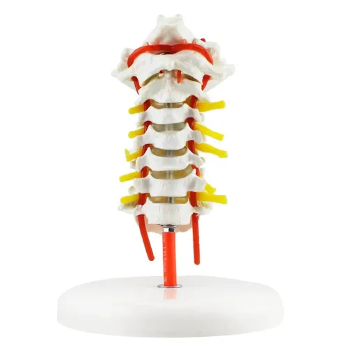 Life-Size Human Cervical Spine Model with Neck Artery, Occipital Bone, Disc & Nerve - Detailed Anatomical Study Tool [Cervical Vertebra, Medical Model]