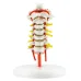 Életnagyságú emberi nyaki gerincmodell nyaki artériával, nyakszirtcsonttal, lemezzel és idegekkel – Részletes anatómiai vizsgálati eszköz [nyaki csigolya, orvosi modell]