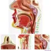 Human Anatomical Nasal Cavity Throat Model - 1:1 Adult Size, PVC Medical Pathology Teaching Tool [Nasal Cavity, Throat Anatomy, Medical Model]