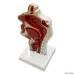 Human Anatomical Nasal Cavity Throat Model - 1:1 Adult Size, PVC Medical Pathology Teaching Tool [Nasal Cavity, Throat Anatomy, Medical Model]