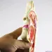 Human Anatomical Nasal Cavity Throat Model - 1:1 Adult Size, PVC Medical Pathology Teaching Tool [Nasal Cavity, Throat Anatomy, Medical Model]