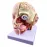 Human Brain Anatomy Model - 4-Part Medical Science Teaching Tool for Doctors & Students [Brain Model, Anatomy Study]